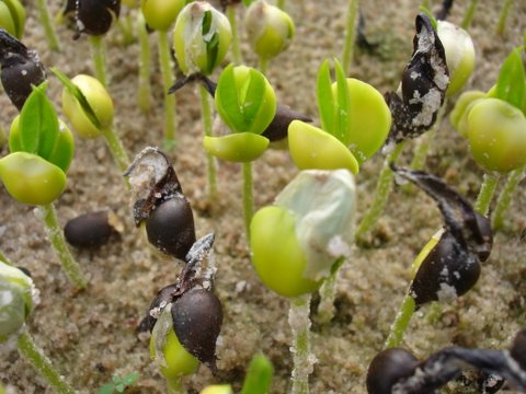 seed oud